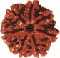 Saat Mukhi Rudraksha